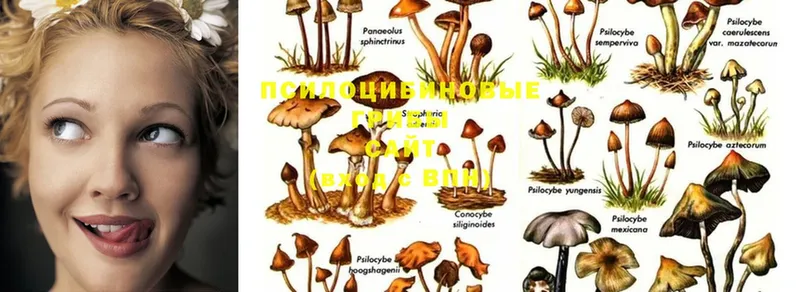 Псилоцибиновые грибы Psilocybine cubensis  купить наркотики цена  Ржев 